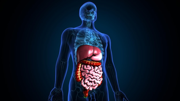 Foto illustrazione 3d dell'anatomia del sistema digestivo del corpo umano
