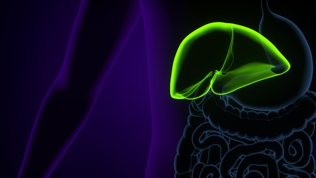 人間の体の肝臓解剖学の3Dイラスト