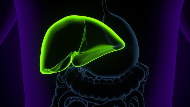 3d illustration of human body liver anatomy