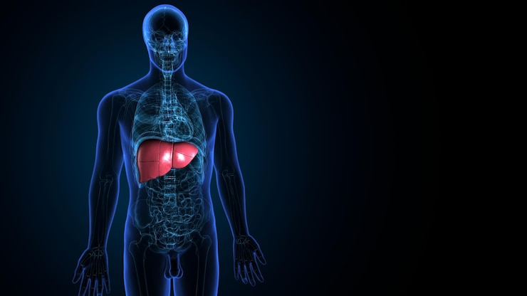 Photo 3d illustration of human body organ liver anatomy