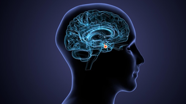 인간 신체 장기 시스템 뇌 해부학의 3d 일러스트레이션