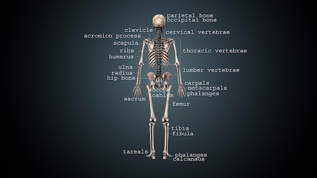 Photo 3d illustration of human body skeleton anatomy