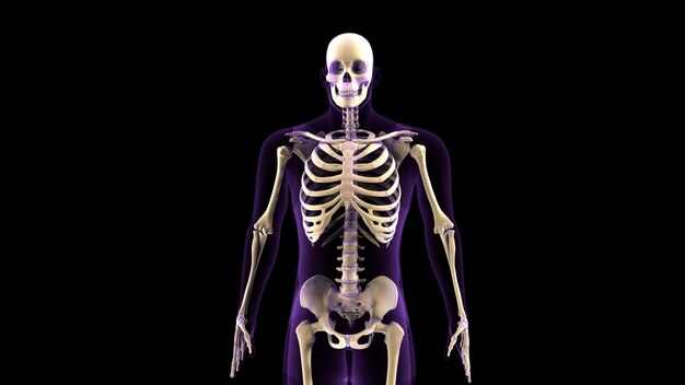 人体の骨格解剖学の3Dイラスト