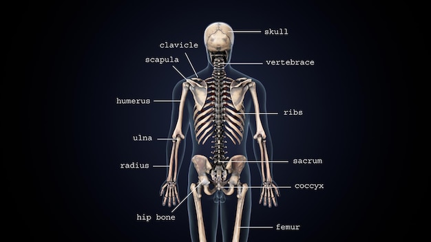 Photo 3d illustration human body skeleton