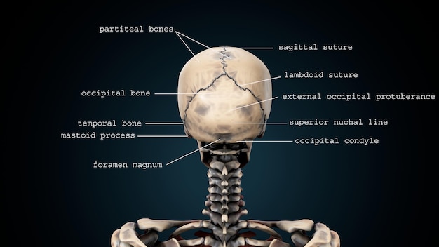 3d illustration of human body skull anatomy