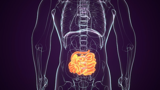 Photo a 3d illustration of a human body with a brain in the middle