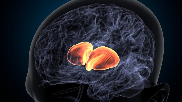 3d illustration of human brain Brain putamen Anatomy