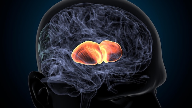 3d illustration of human brain Brain putamen Anatomy