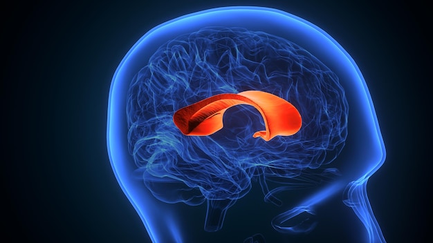 3d illustration of human brain inner parts anatomy