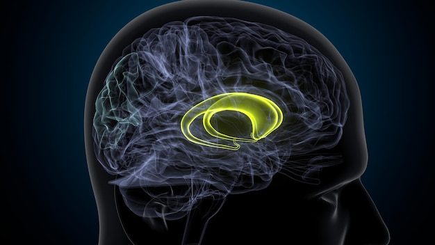 3d illustration of human choroid plexus of cerebral hemisphere anatomy