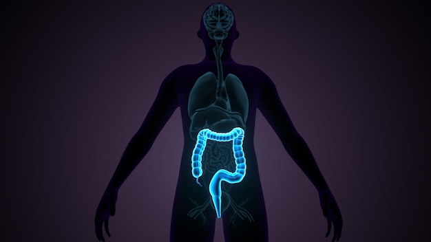 3D-иллюстрация человеческая пищеварительная система анатомия толстый кишечник