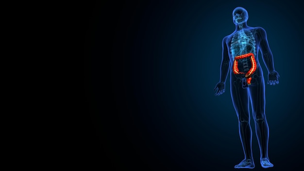 3Dイラスト 人間の消化器系解剖学 大腸