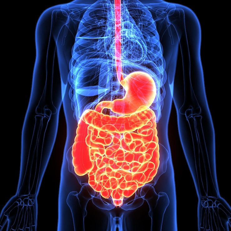 Photo 3d illustration of human digestive system