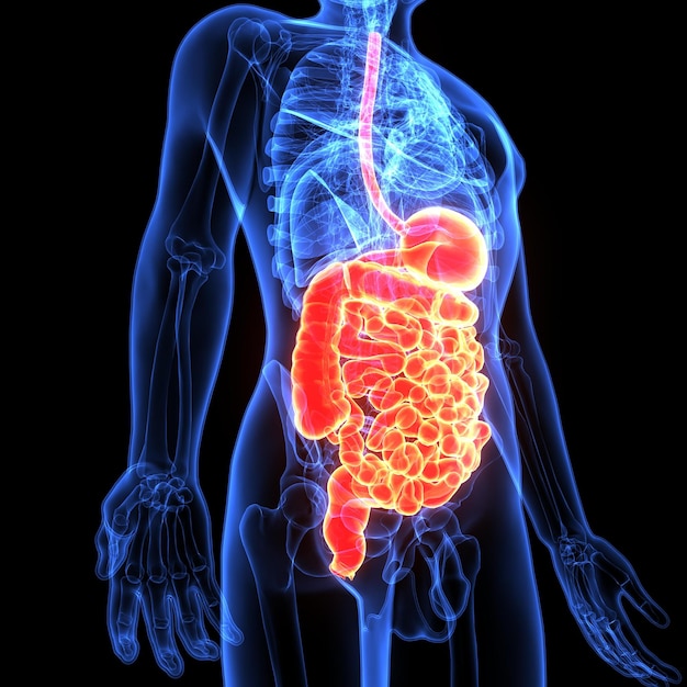 3D Illustration of Human Digestive System