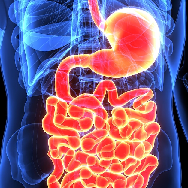 Photo 3d illustration of human digestive system