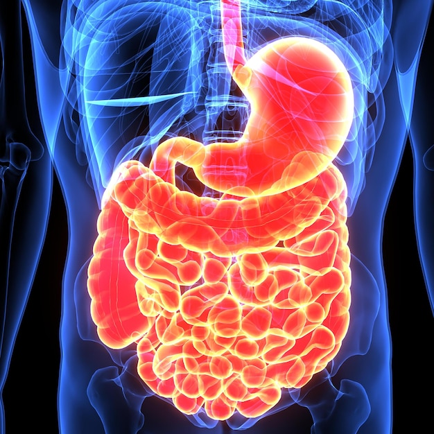 Photo 3d illustration of human digestive system
