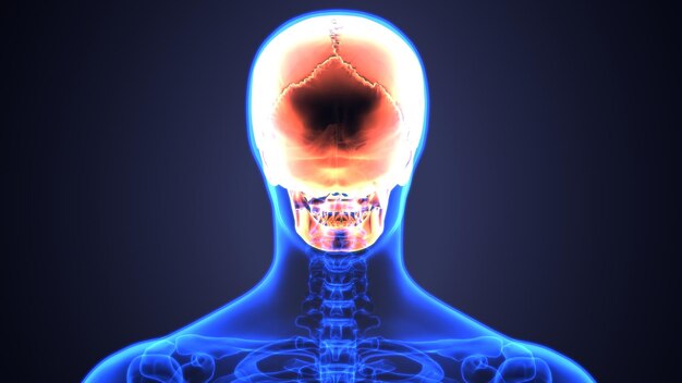 a 3d illustration of a human head with a brain labeled with the word brain