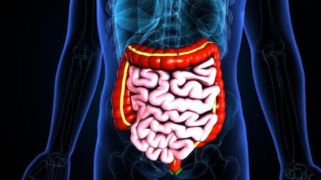 The Large Intestine: Anatomy and 3D Illustrations