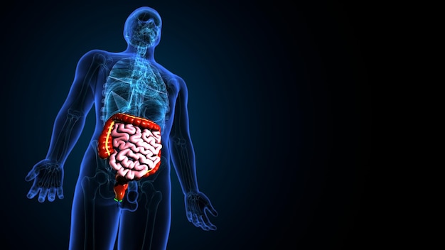 3d illustration of human internal organ intestine Large and small intestine