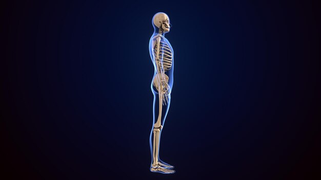 Photo 3d illustration of human skeleton anatomy