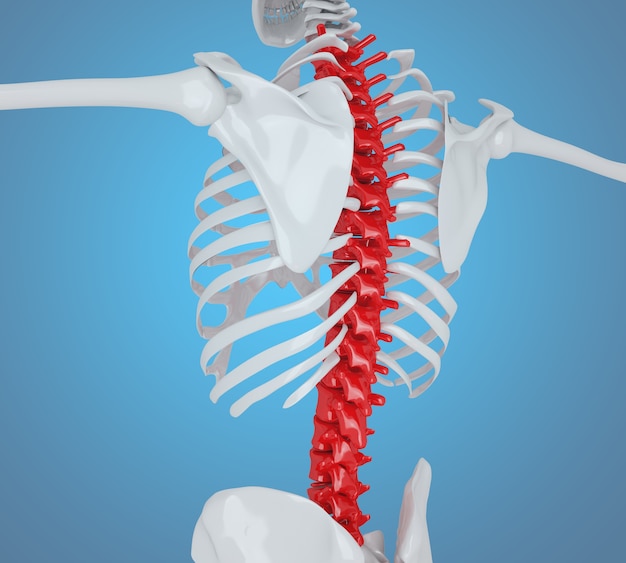 3d illustration of Human skeleton back