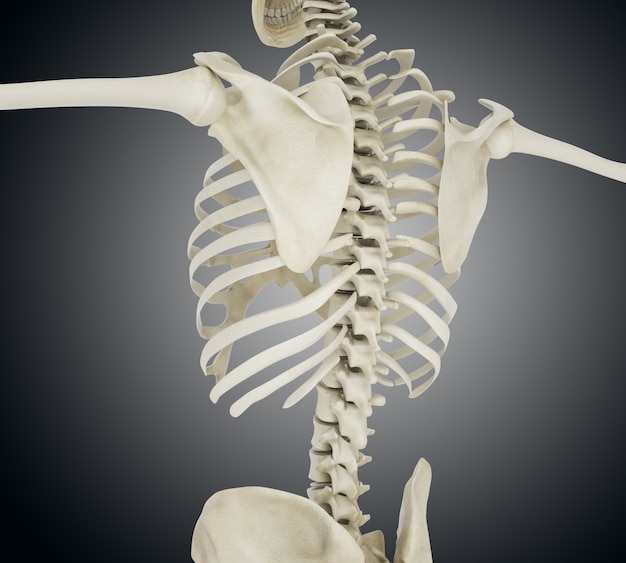 3d illustration of Human skeleton back