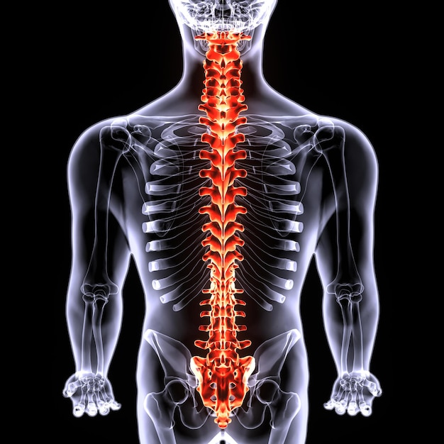 3d illustration of human skeleton spinal bone anatomy