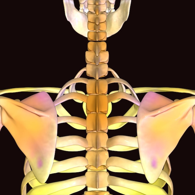 Foto illustrazione 3d dell'anatomia delle articolazioni ossee della gabbia costale del sistema scheletrico umano