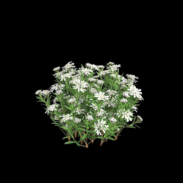 Photo 3d illustration of iberis sempervirens bush isolated on black background