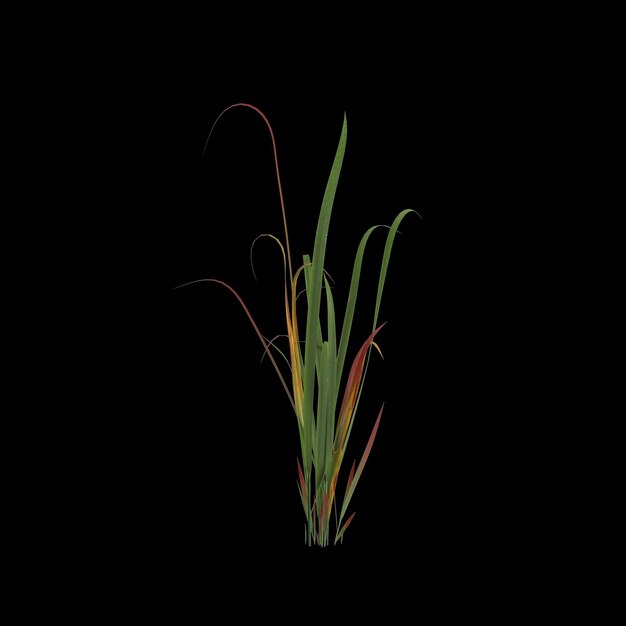 3d illustration of imperata grass isolated on black background