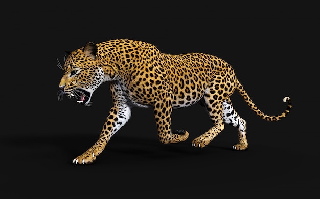 Illustrazione 3d del leopardo isolato su priorità bassa nera