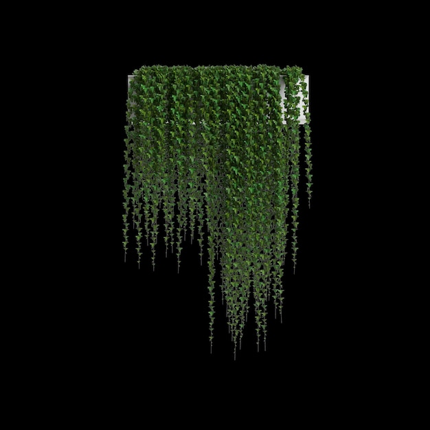 3d illustration of ivy hanging isolated on black background