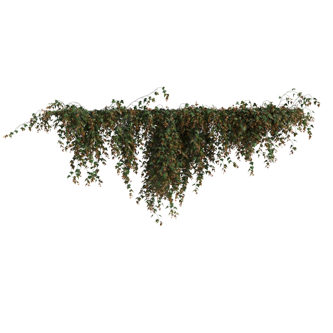 Premium Photo | 3d illustration of ivy hanging isolated on white background