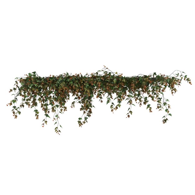 3d illustration of ivy hanging isolated on white background