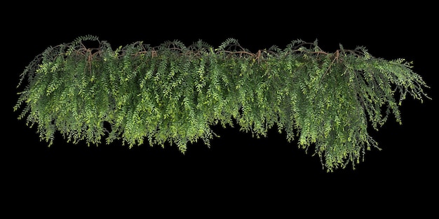 검은 배경에 고립 된 아이비 식물의 3d 그림