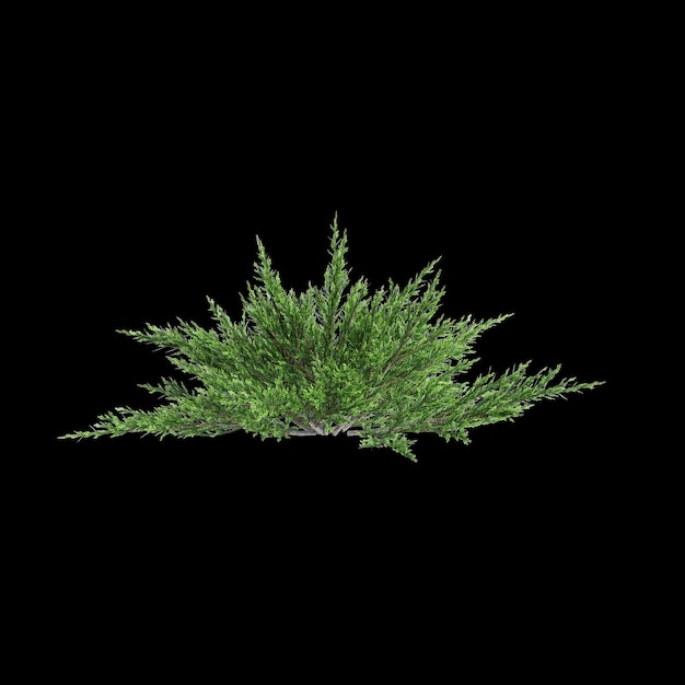 Photo 3d illustration of juniperus sabina bush isolated on black background