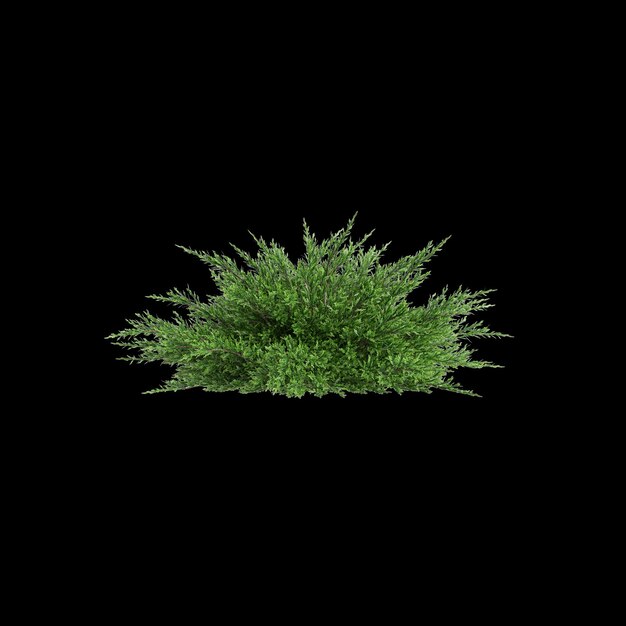 3d illustration of Juniperus sabina bush isolated on black background