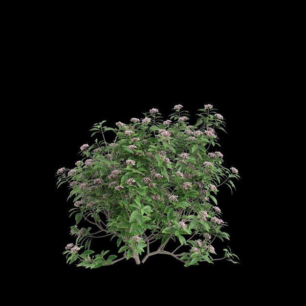 3d illustration of Kalmia latifolia bush isolated on black background