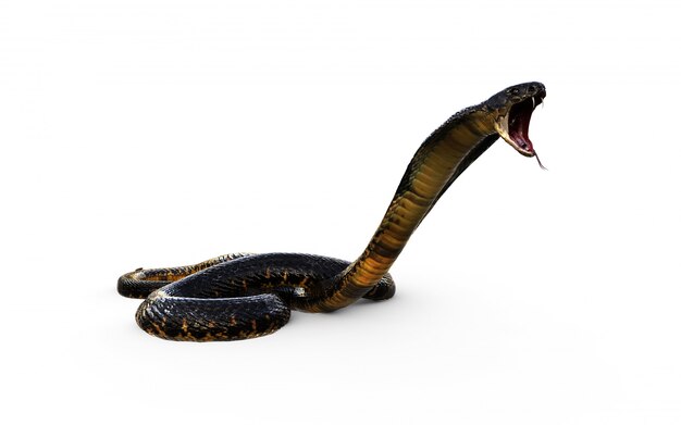 King Cobra the World`s Longest Venomous Snake Isolated on Dark Background  with Clipping Path Stock Illustration - Illustration of dreadful, devil:  184120584