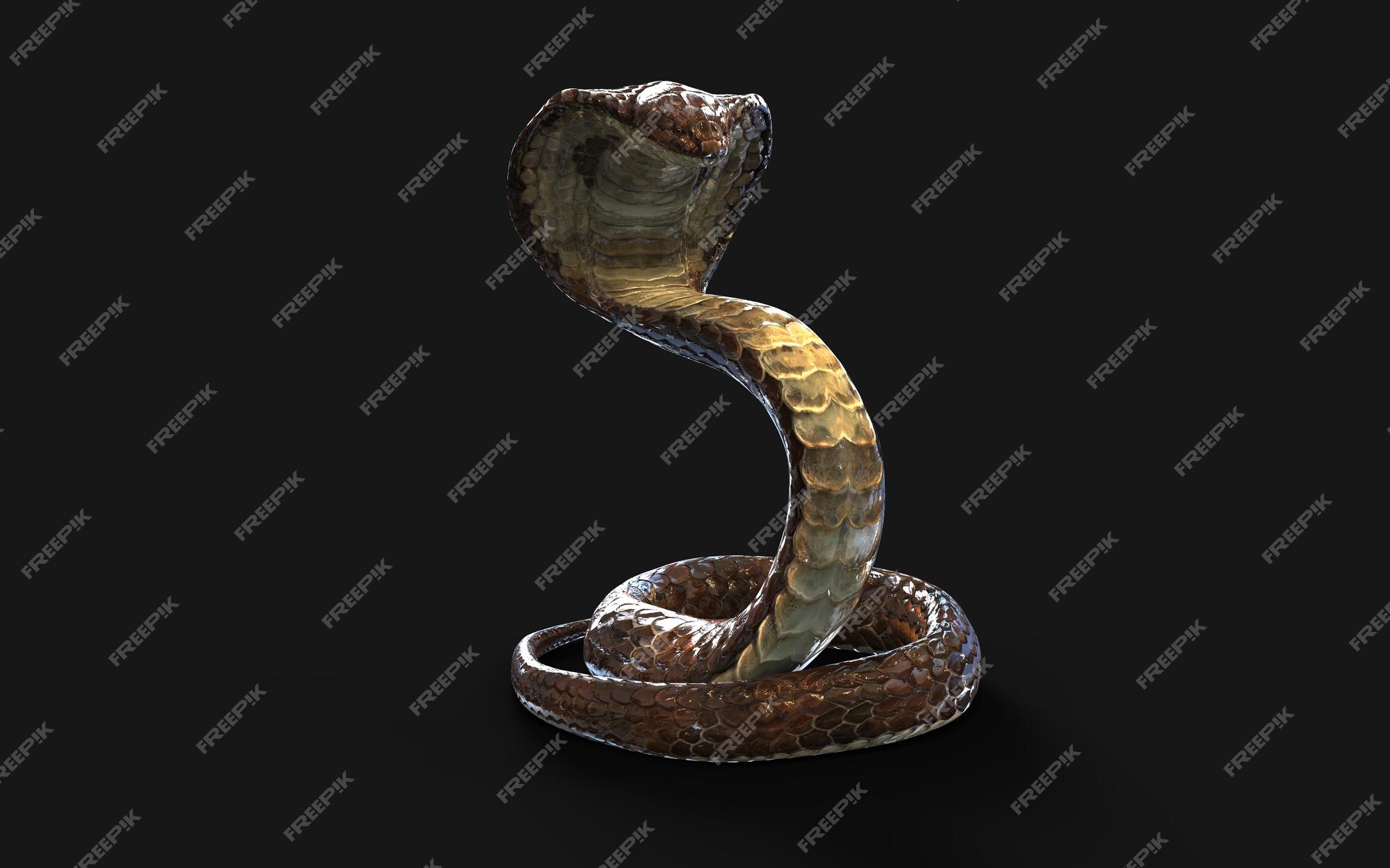 3d King Cobra The World's Longest Venomous Snake Isolated On Dark  Background , King Cobra Snake, 3d Illustration, 3d Rendering Stock Photo,  Picture and Royalty Free Image. Image 149339060.