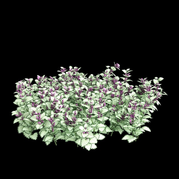 Photo 3d illustration of lamium maculatum bush isolated on black background