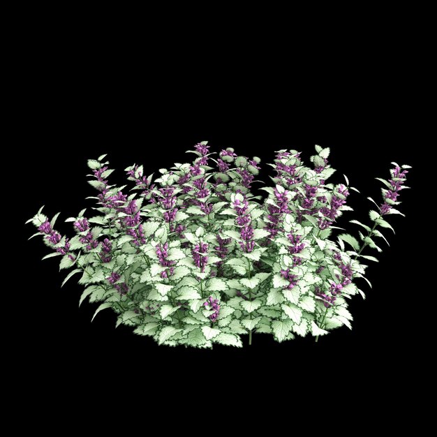 3D-иллюстрация куста Lamium maculatum, изолированного на черном фоне