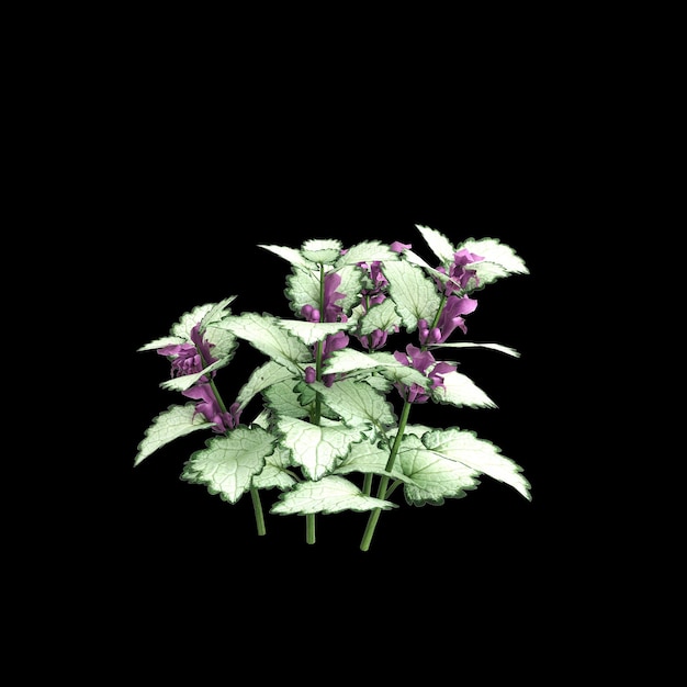 Photo 3d illustration of lamium maculatum bush isolated on black background