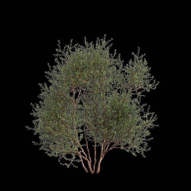 3d illustration of Larrea divaricata tree isolated on black background