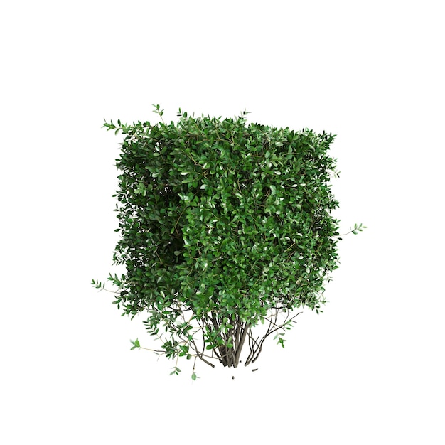 Photo 3d illustration of ligustrum ovalifolium bush isolated on white background