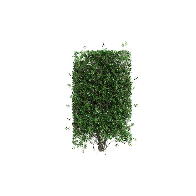 Photo 3d illustration of ligustrum ovalifolium bush isolated on white background