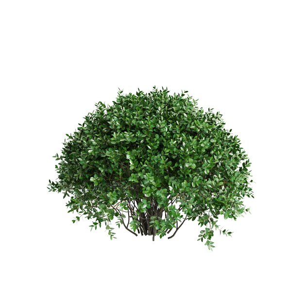 Photo 3d illustration of ligustrum ovalifolium bush isolated on white background