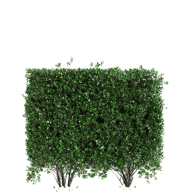 Photo 3d illustration of ligustrum ovalifolium treeline isolated on white background