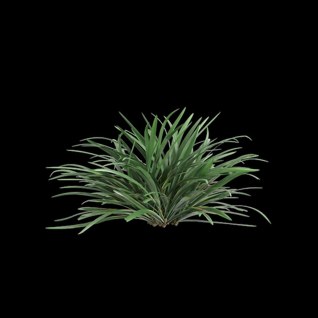 3D-иллюстрация куста Liriope muscari, изолированного на черном фоне