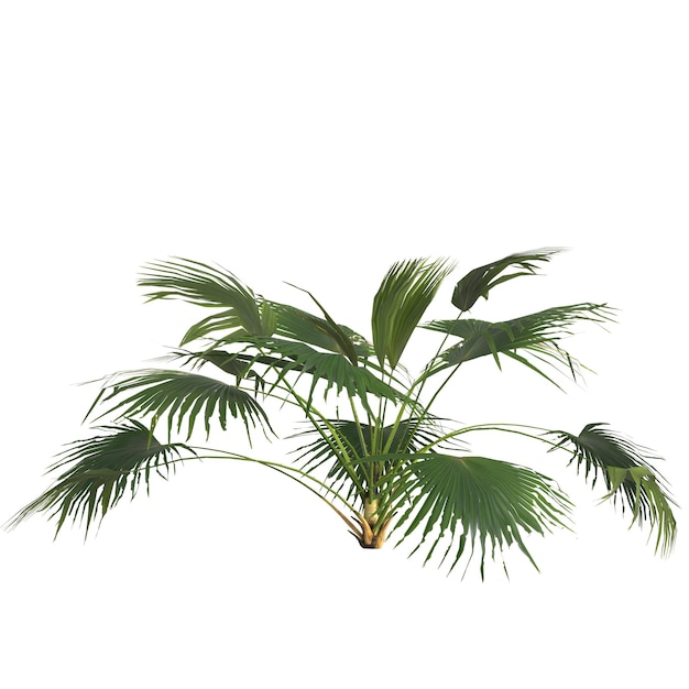 3d illustration of livistona plant isolated on white background